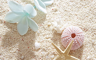 person taking photo of pink sea corral with star fish on white sand HD wallpaper