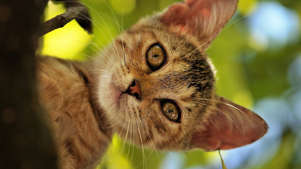 close-up photography of brown tabby kitten HD wallpaper