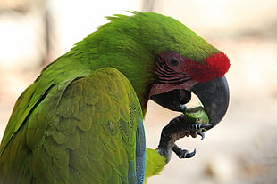 close up photo of green Macaw bird eating HD wallpaper