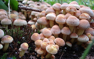 white-and-pink mushrooms on tree bark HD wallpaper