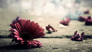 red gerbera flower in closeup photo