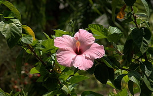 pink Hibiscus