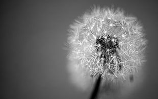 gray scaled photo of dandelion