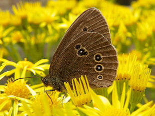 macro photo of a brown and black butterfly on yellow-petaled flowers, ringlet, aphantopus hyperantus HD wallpaper