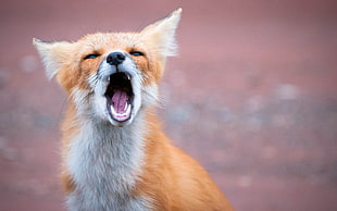 brown and white fox opened mouth