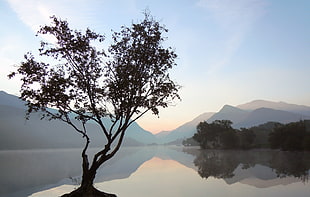 tree near large body of water and mountain HD wallpaper