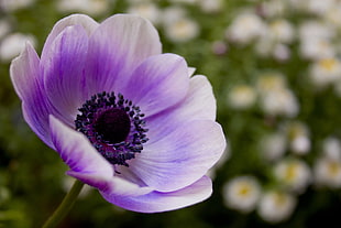 purple Anemone flower in closeup photo HD wallpaper