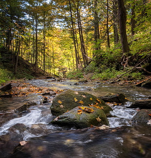 green stone beside river near tall trees at daytime