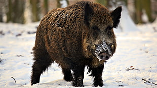 brown roar pig on white snow HD wallpaper