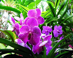 purple moth orchids in closeup photo HD wallpaper