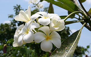 white and yellow Plumeria flower