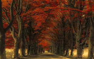 red leafed trees, nature, landscape, road, trees HD wallpaper