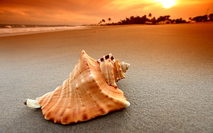 brown conch shell HD wallpaper