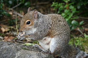 gray squirrel on rock HD wallpaper