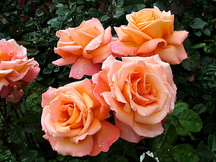 orange Rose flower HD wallpaper