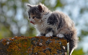 shallow focus photography of black and white long-coated kitten