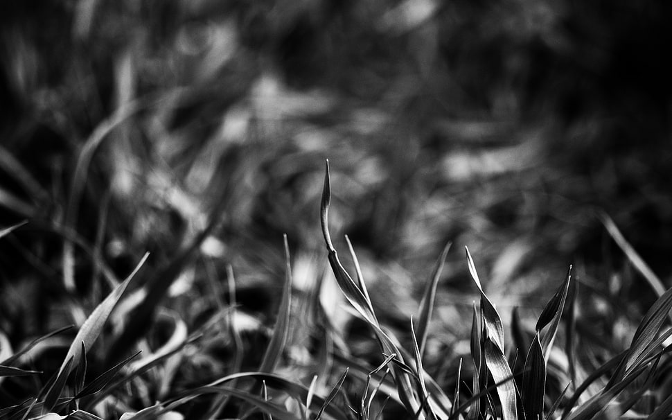 grass in gray scale photography HD wallpaper