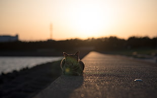 low-angle photography of gray tabby cat on black concrete pavement near road during sunset HD wallpaper