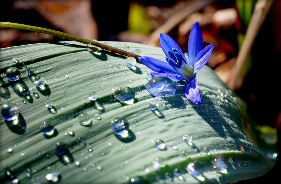 blue petaled flower with dewdrops above leaf HD wallpaper