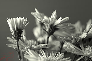 gray scale photo of flower HD wallpaper