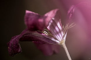 depth of field photography of purple petaled flower HD wallpaper