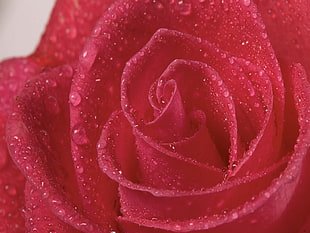 shallow photo of a wet rose