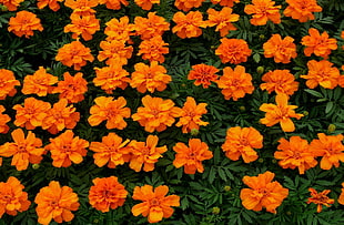 orange flowers lot HD wallpaper