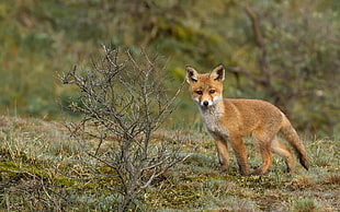 Fox on the green grass HD wallpaper