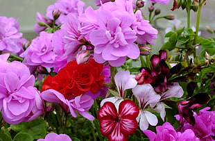 purple petaled flowers