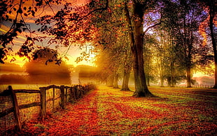 gray wooden fences, forest, nature