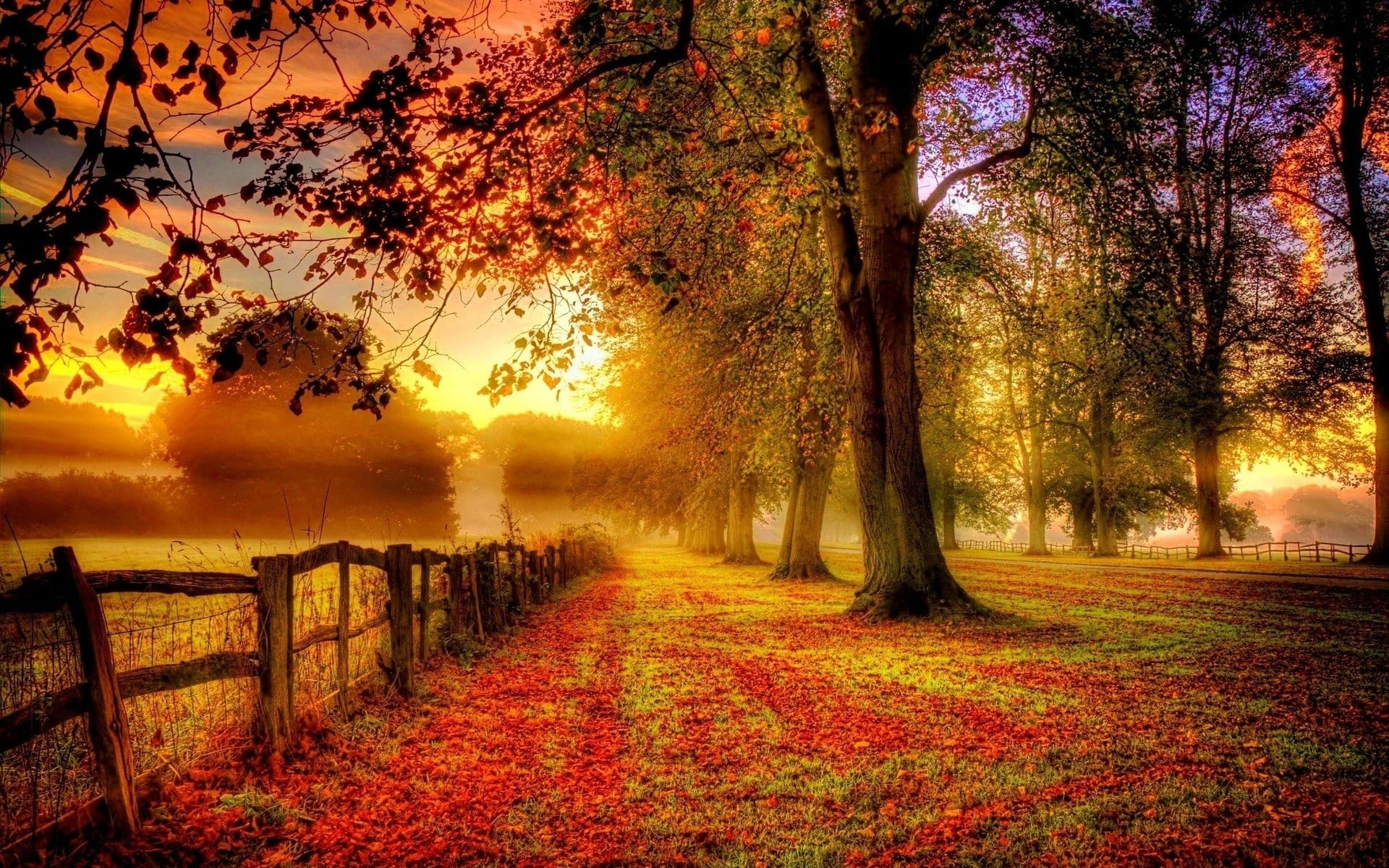 gray wooden fences, forest, nature