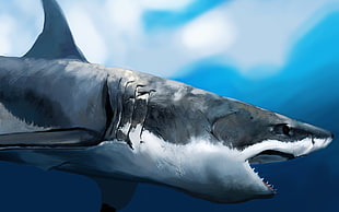 white and black Shark HD wallpaper