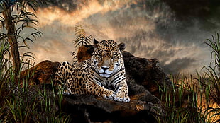 leopard sitting forest HD wallpaper