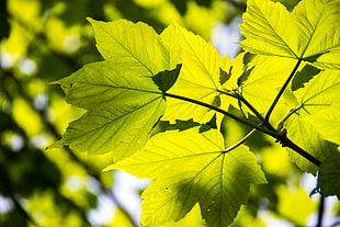 closeup photo green Maple leaf HD wallpaper