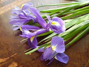 purple petaled flowers