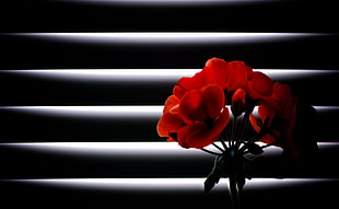 selective focus photography of red petaled flowers