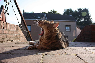 gray tabby kitten, cat, yawning, lying down, animals HD wallpaper