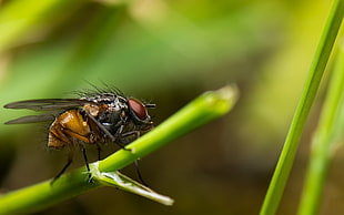 macro photography of horsefly perched on green leaf HD wallpaper