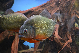 closeup photo of green pet fish