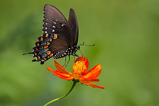 black and orange butterfly perched on red flower, animals, lepidoptera, flowers, plants HD wallpaper