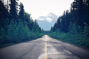 gray asphalt road, Road, Trees, Forest HD wallpaper