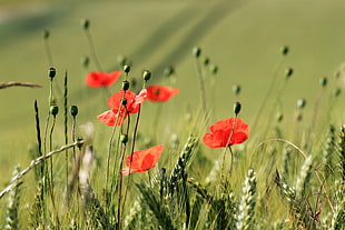 red flowers photo