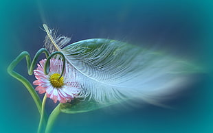 selective focus photo of pink daisy flower with white bird feather