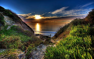 green grass and green grass, nature, landscape, path, beach