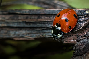 shallow focus photography of red and black lady bug HD wallpaper