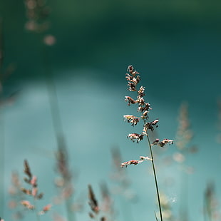 selective focus photography of brown plant at daytime HD wallpaper