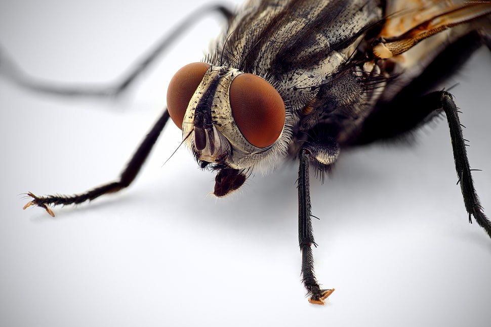 macro photography of housefly HD wallpaper