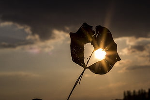 silhouette of plant against sun in closeup photo HD wallpaper
