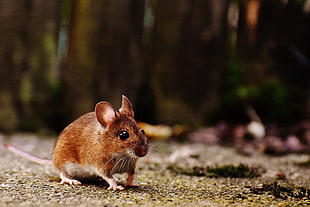 brown mouse on gray surface HD wallpaper