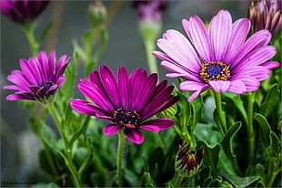 selective focus photography of pink petal flowers